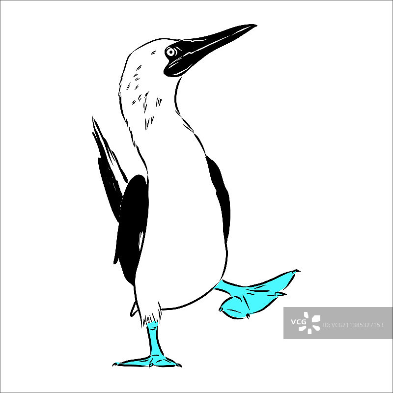蓝脚鲣鸟黑白线条画图片素材