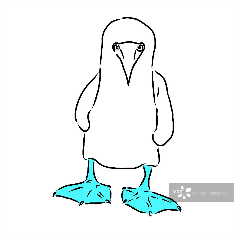 蓝脚鲣鸟黑白线条画图片素材