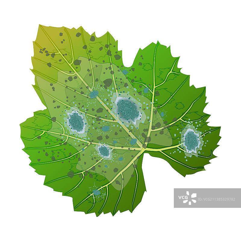 白色背景上的发霉树叶图片素材