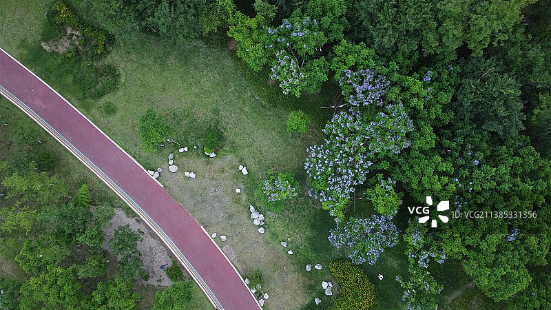 绿道与蓝花楹图片素材