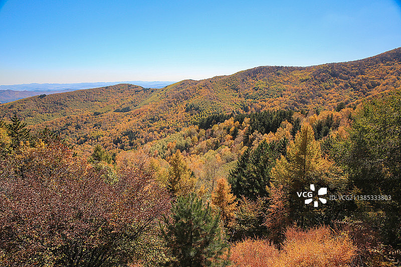 秋季北方森林图片素材