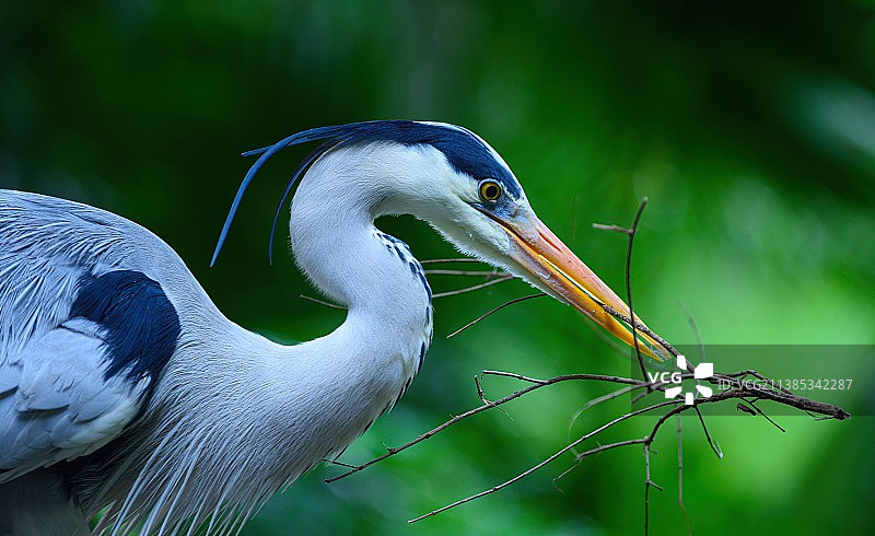 筑巢的苍鹭图片素材