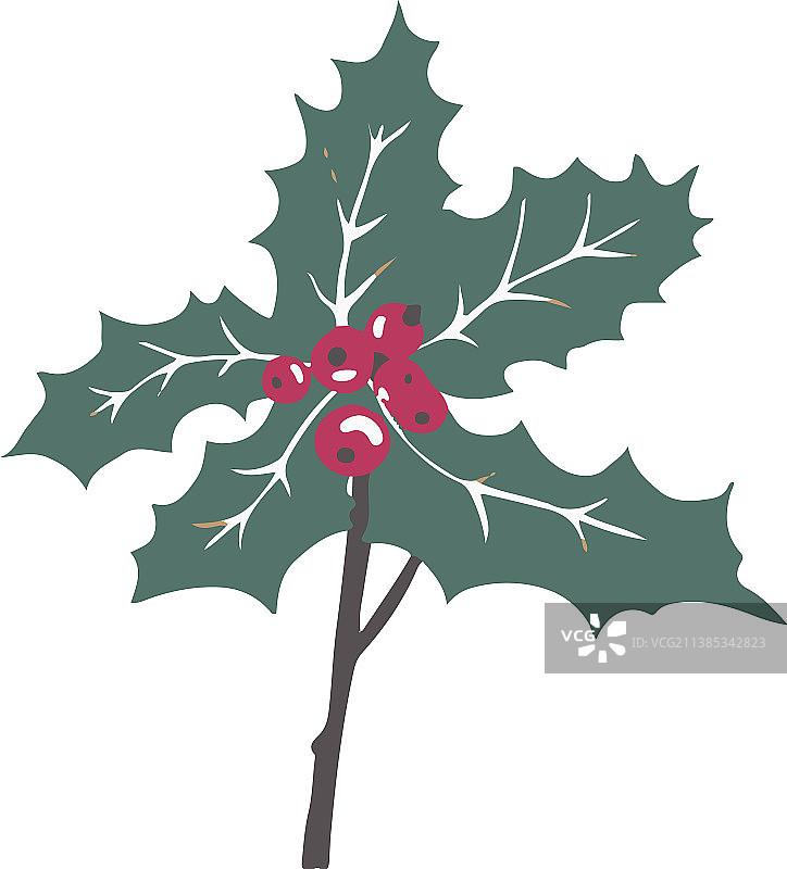 带常绿叶和浆果的槲寄生植物图片素材