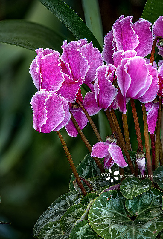 仙客来图片素材