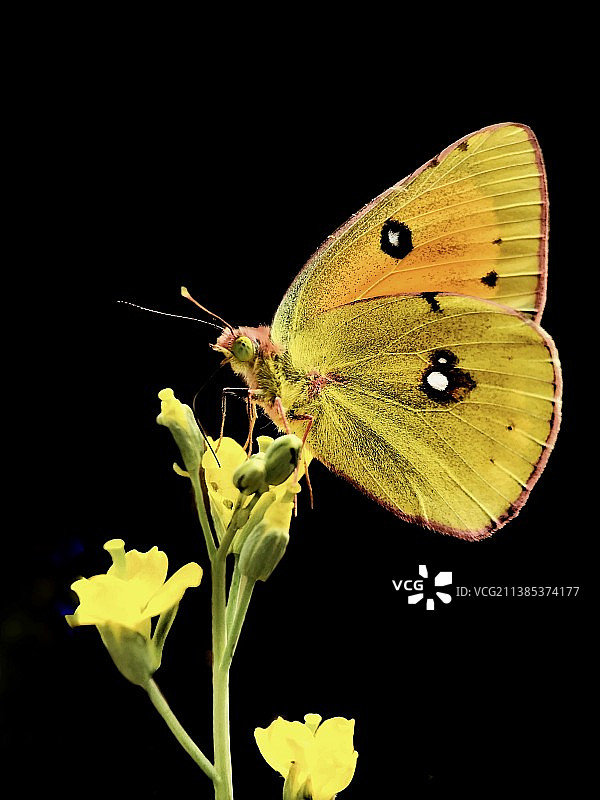 斑缘豆粉蝶图片素材