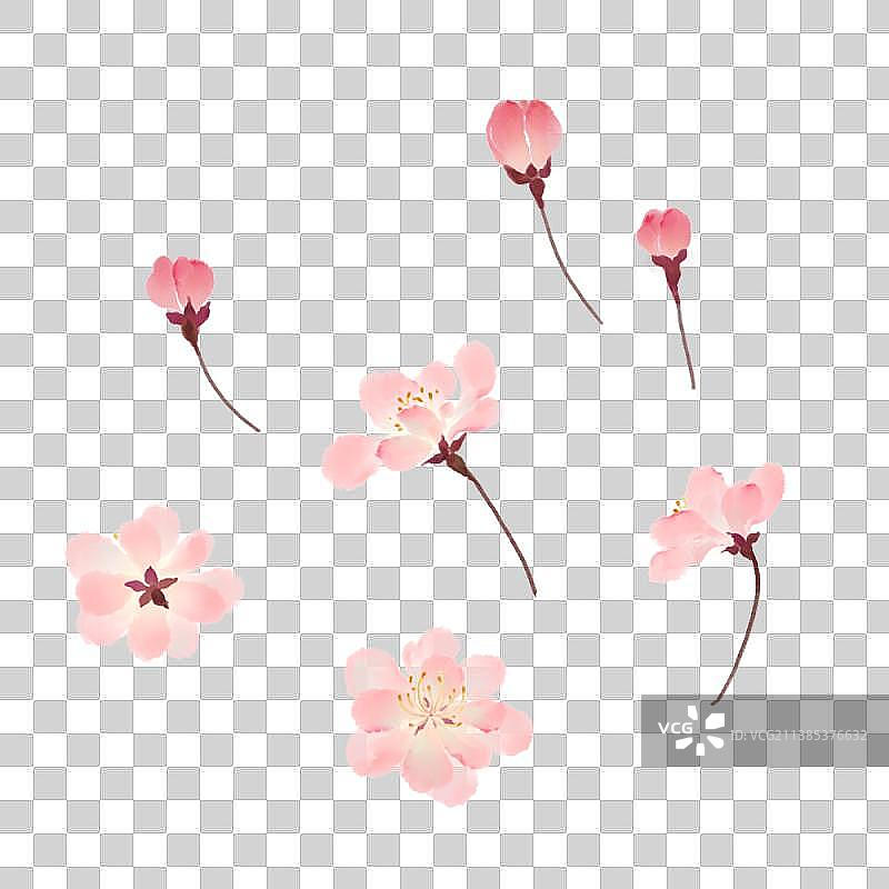 海棠花图片素材