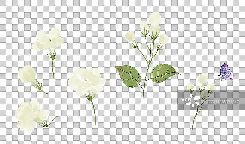 茉莉花图片素材