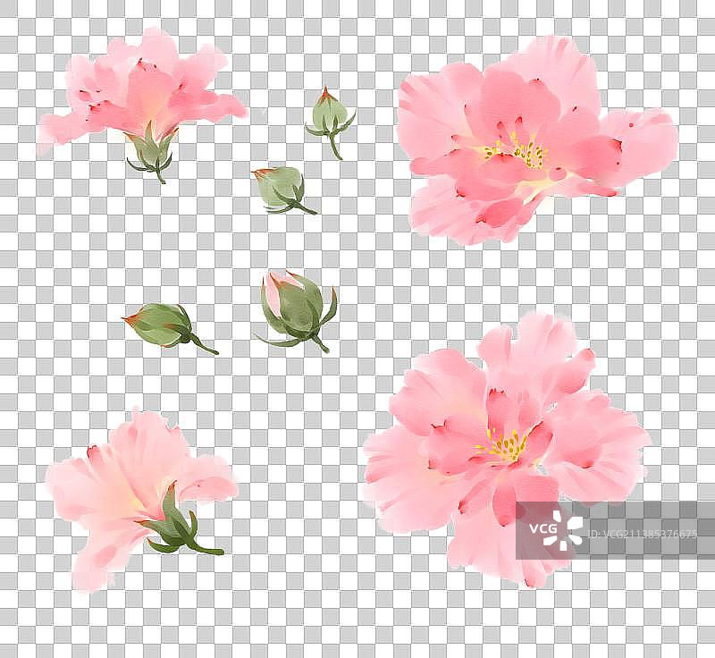 木槿花图片素材