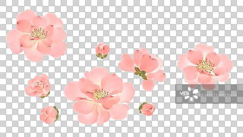 山茶花图片素材