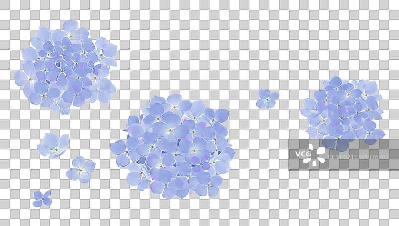 绣球花图片素材