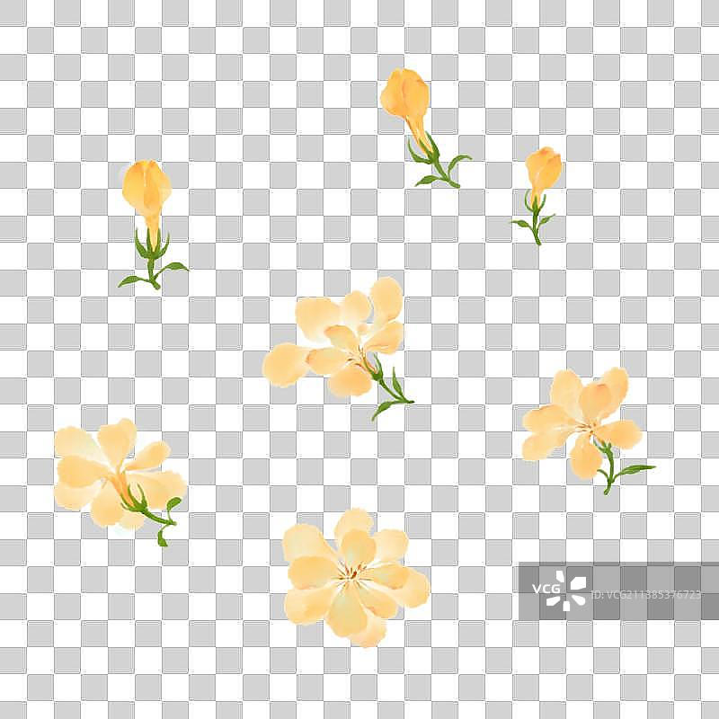 迎春花图片素材