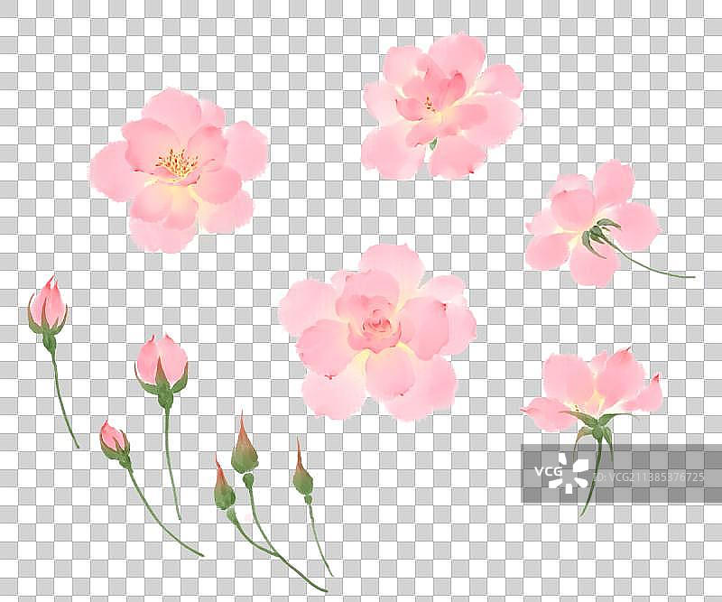 月季花图片素材