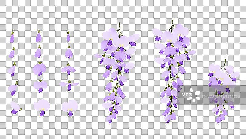 紫藤花图片素材