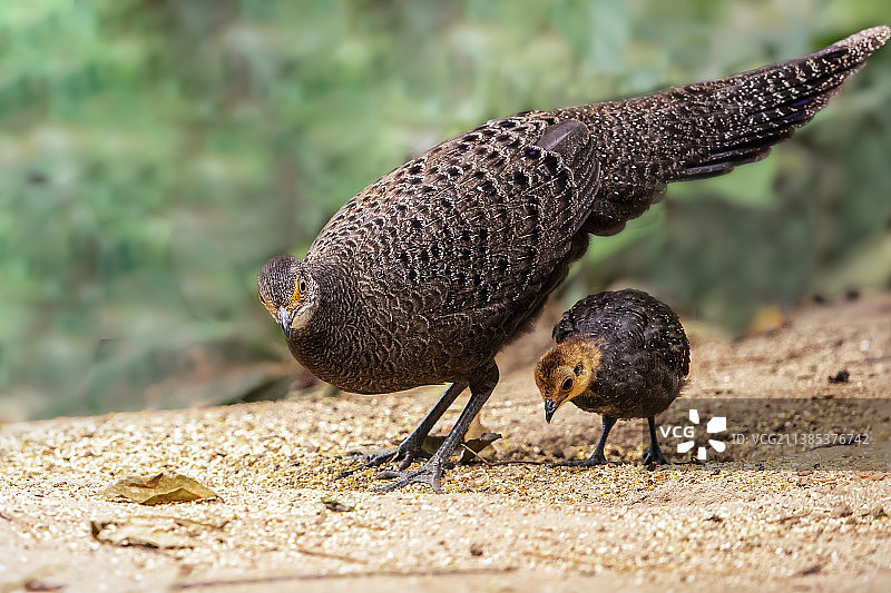 灰孔雀雉----母携子行图片素材