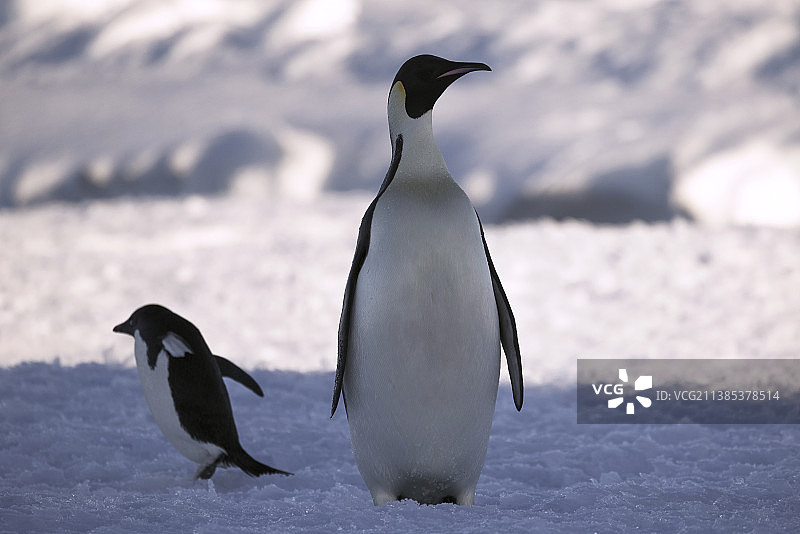 南极帝企鹅图片素材