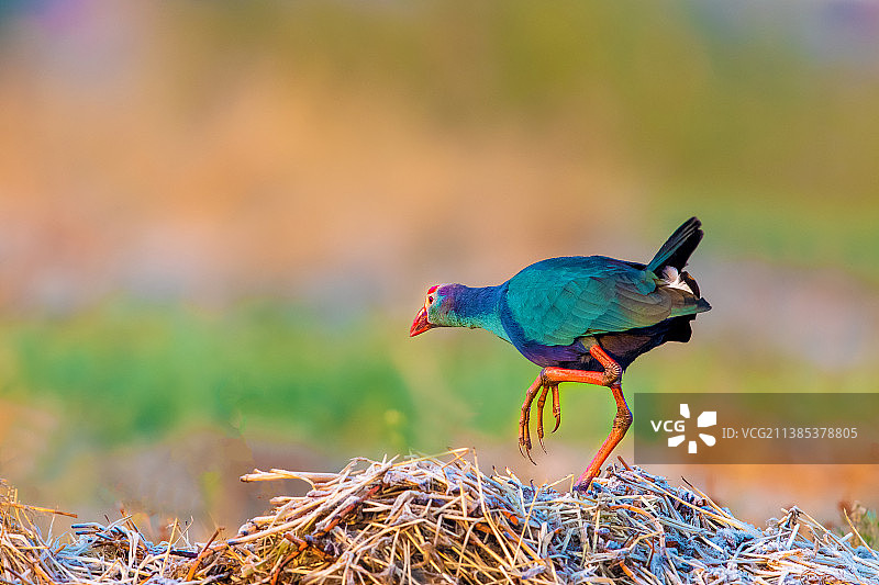 紫水鸡----高处不胜寒图片素材