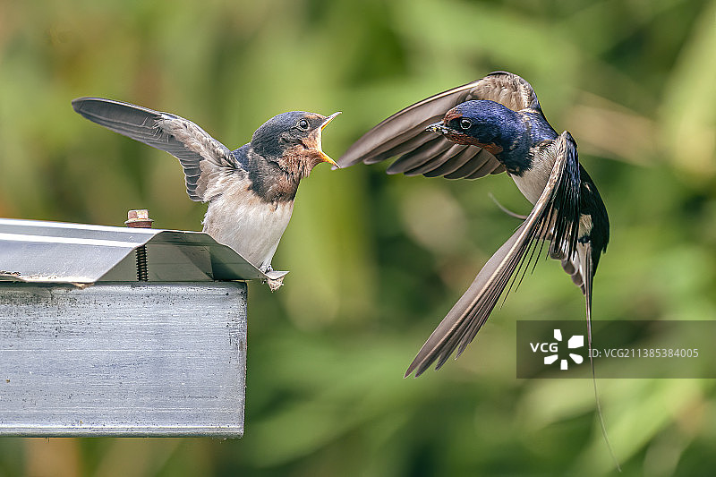 妈妈喂食•家燕图片素材