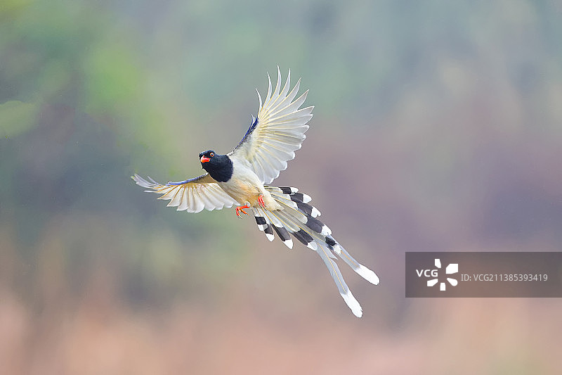 蓝鹊舞姿图片素材