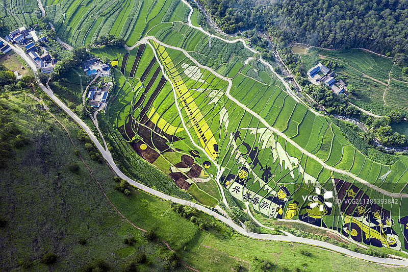 彩色稻田图片素材