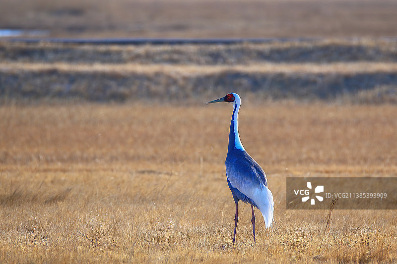 春天刚刚北归的白枕鹤图片素材