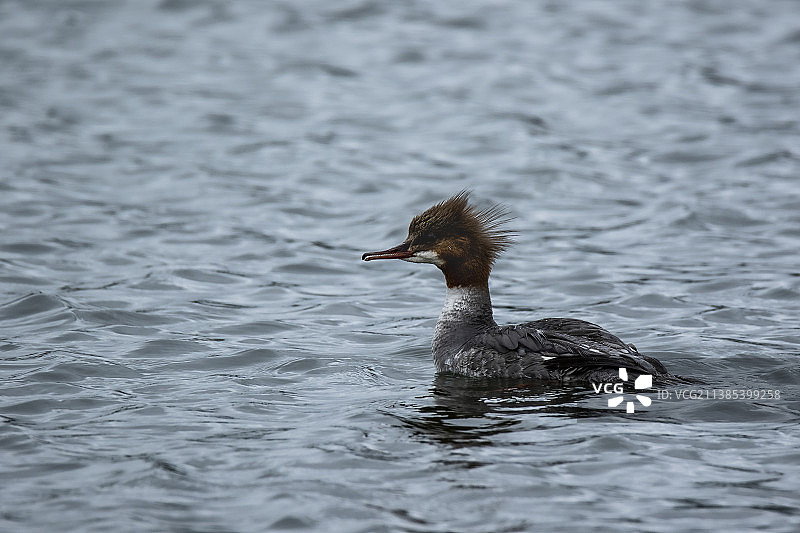 内蒙古 大兴安岭腹地拍摄的秋沙鸭图片素材