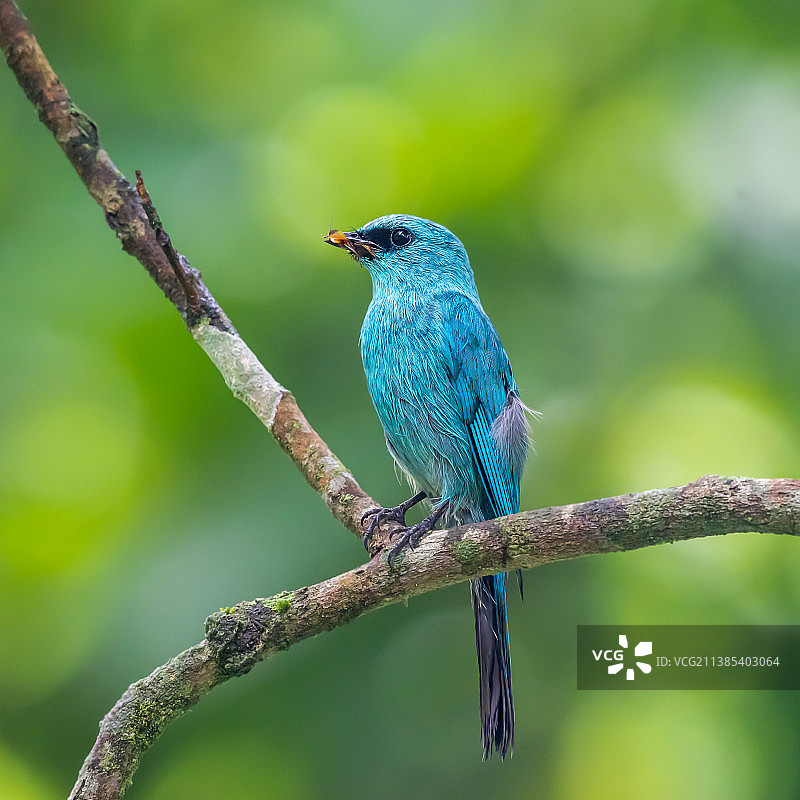 铜蓝鹟图片素材