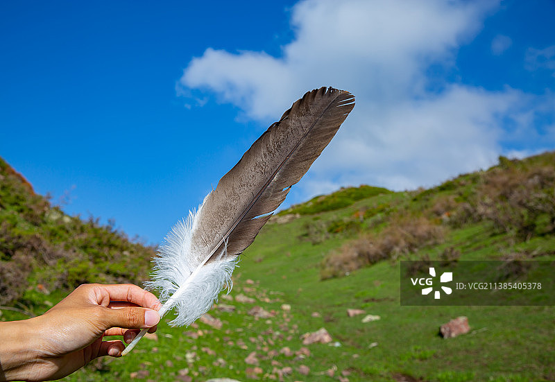 一只羽毛图片素材