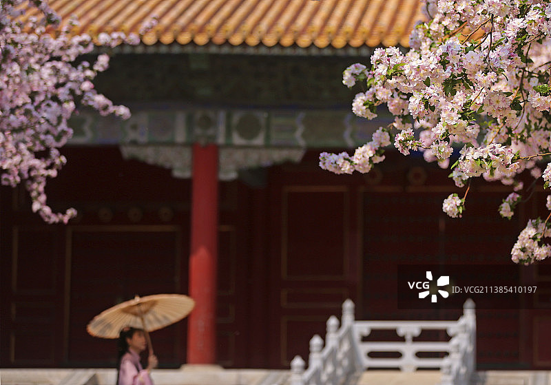 故宫紫禁城海棠树春天盛花期，汉服古装爱好者前来取景拍摄。图片素材