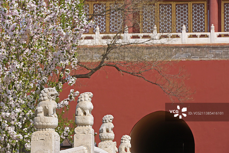 北京故宫紫禁城东华门前桥栏杆上的石狮子和盛开的海棠花图片素材
