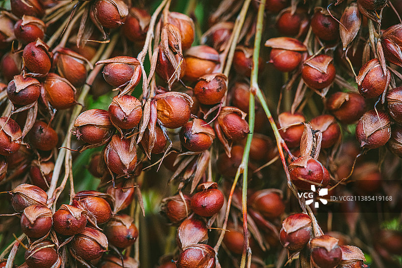 无公害的成熟高粱图片素材