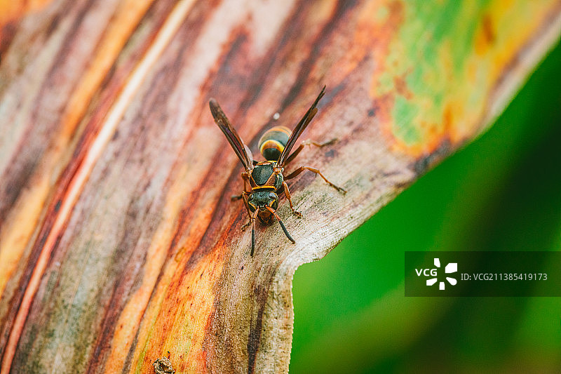高粱上的马蜂图片素材