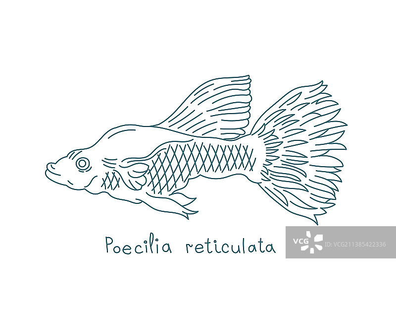 孔雀花鳉图片素材