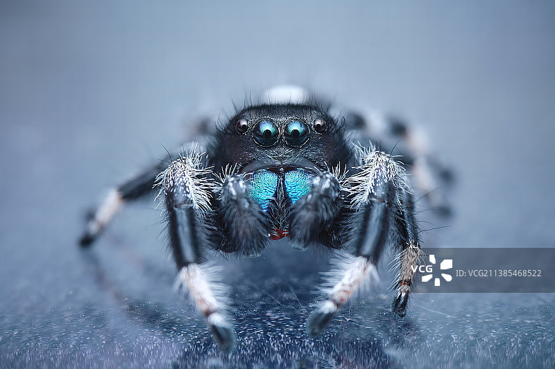 佛罗里达跳蛛图片素材