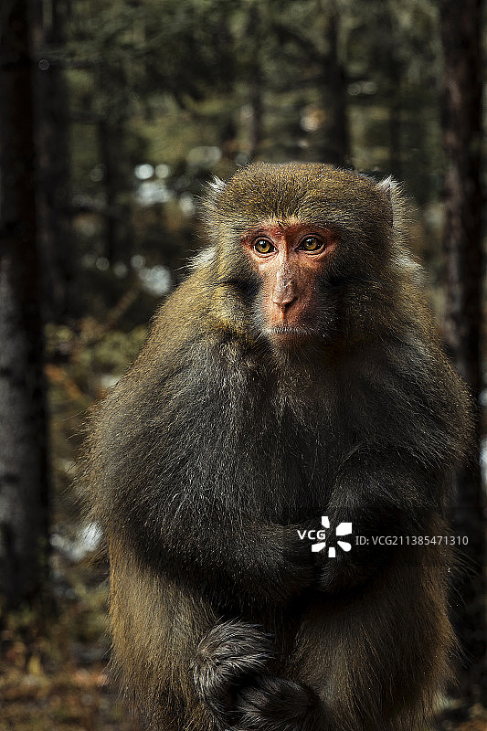 神情专注的猕猴图片素材