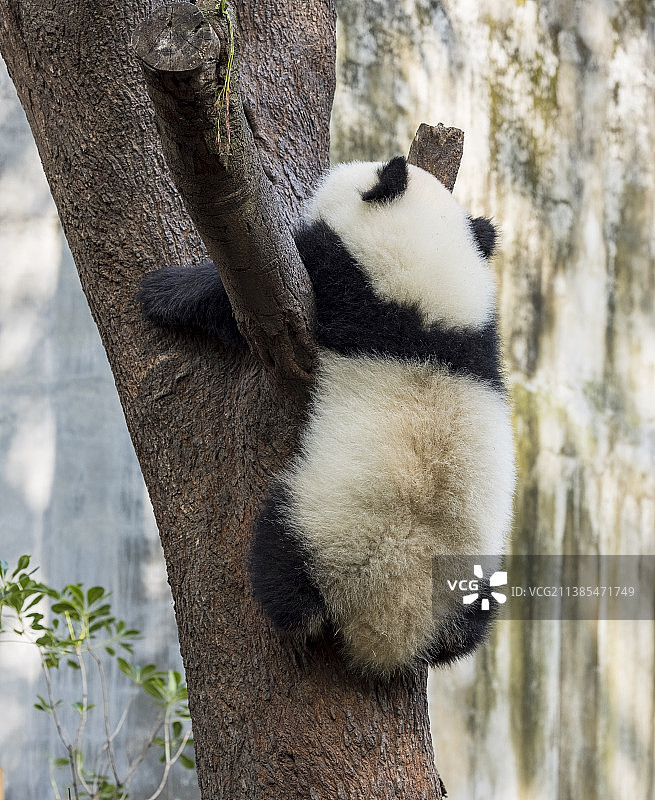 世界生物多样性保护旗舰物种中国国宝大熊猫图片素材