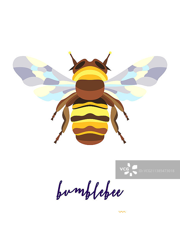 抽象的昆虫图片素材