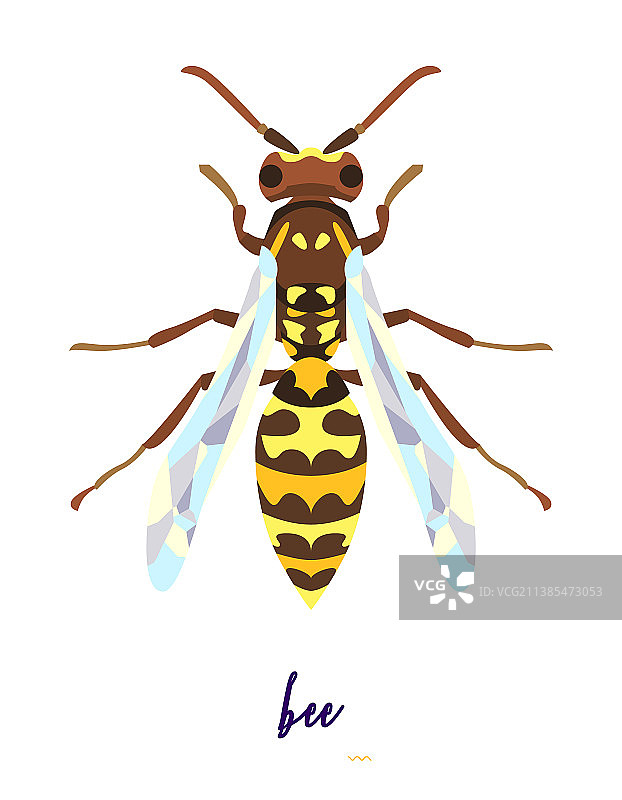 抽象的昆虫图片素材