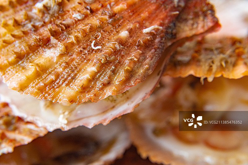 鲜活的扇贝图片素材