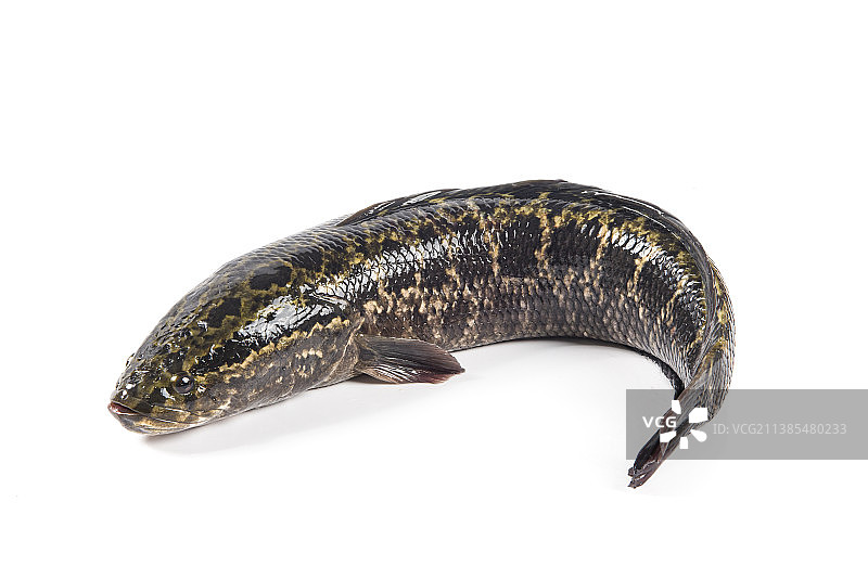 白色背景上的一条黑鱼图片素材