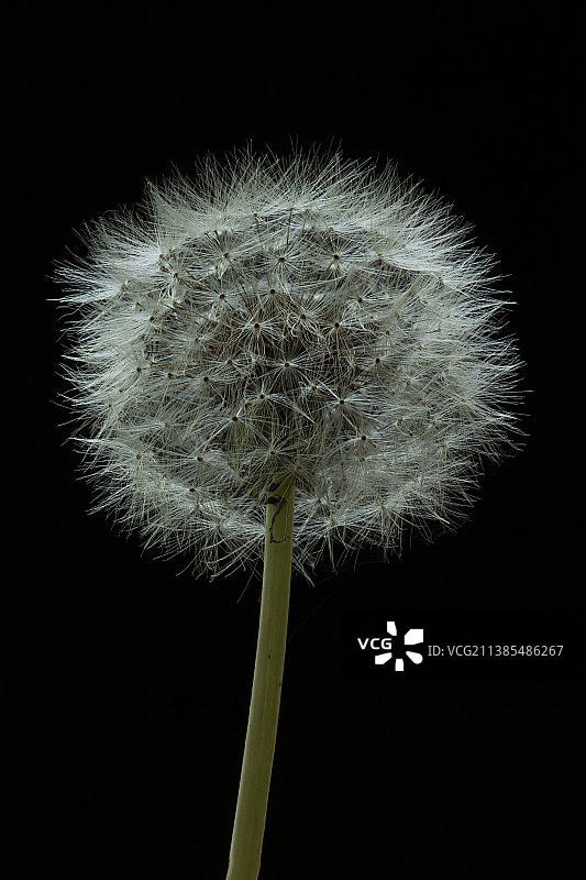 蒲公英图片素材