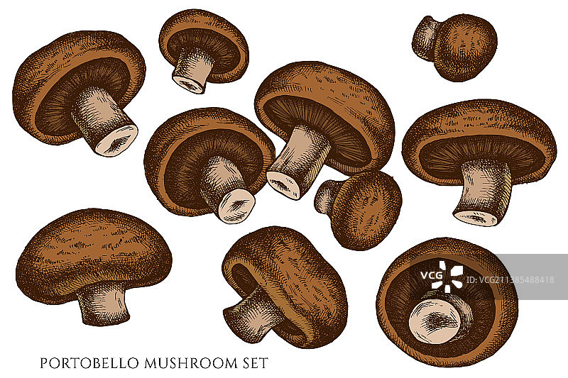 手绘彩色波多贝罗菇素材图片素材