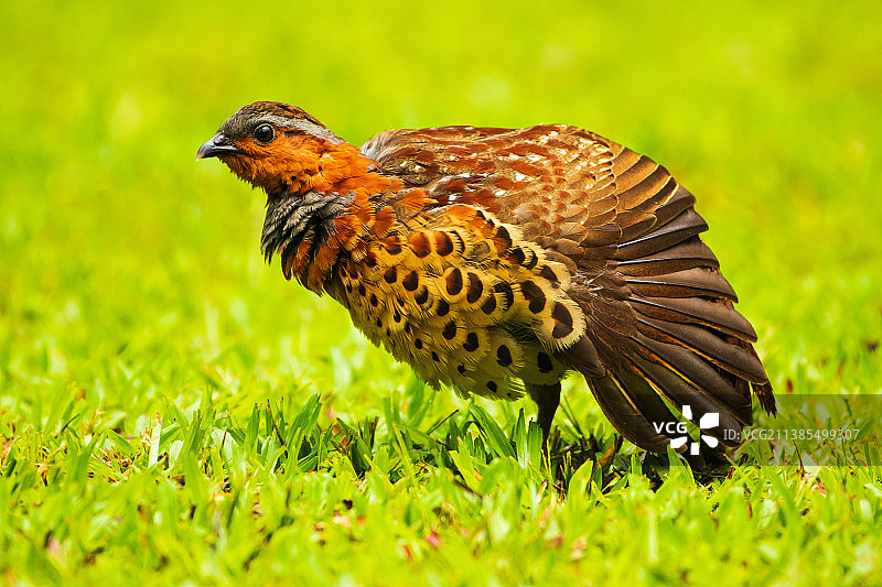 灰胸竹鸡（Bambusicola thoracica）图片素材