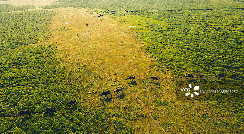 牛群草地图片素材