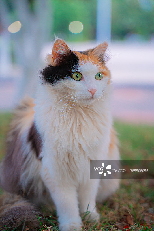 一只校园里的三花猫图片素材