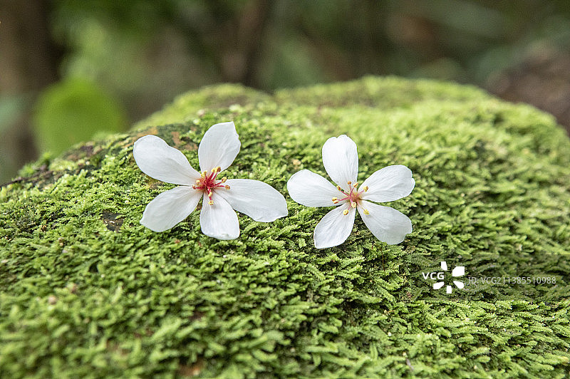台北新店碧潭和美山休闲旅行图片素材