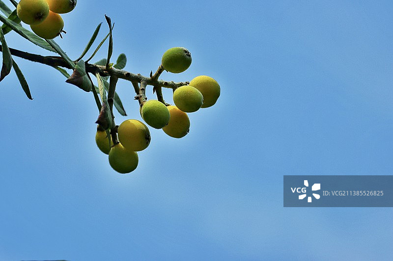 枇杷果图片素材