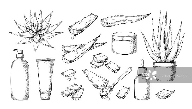 手绘美容药草芦荟图片素材