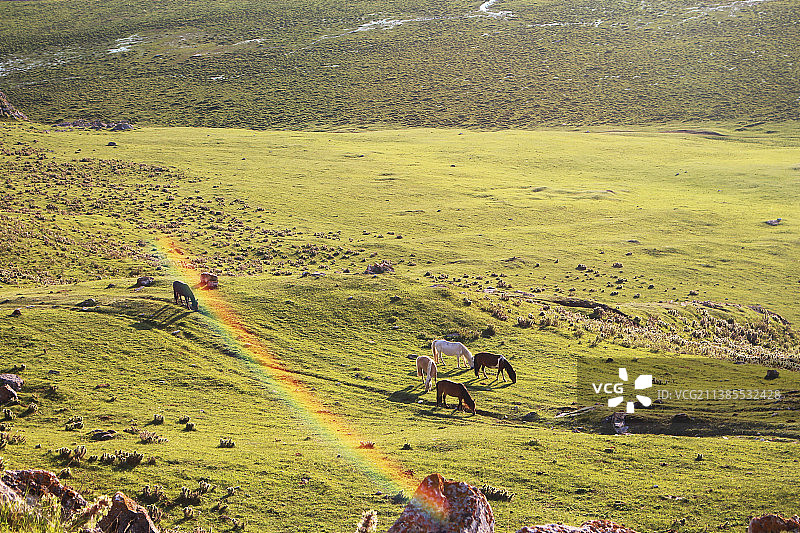 一道彩虹 出现在巴音布鲁克的草原上图片素材