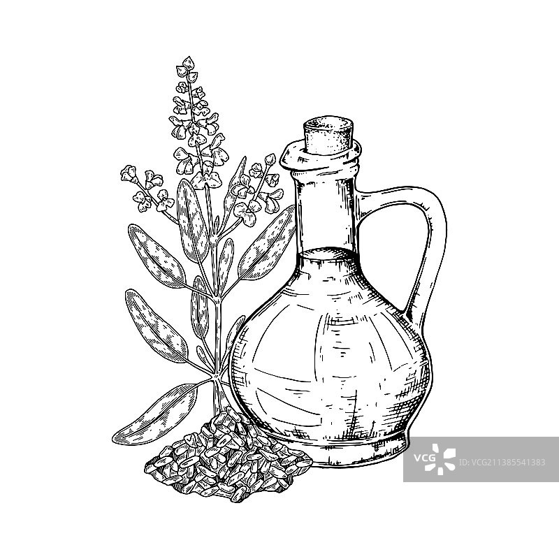 素描风格手绘鼠尾草精油与树枝图片素材