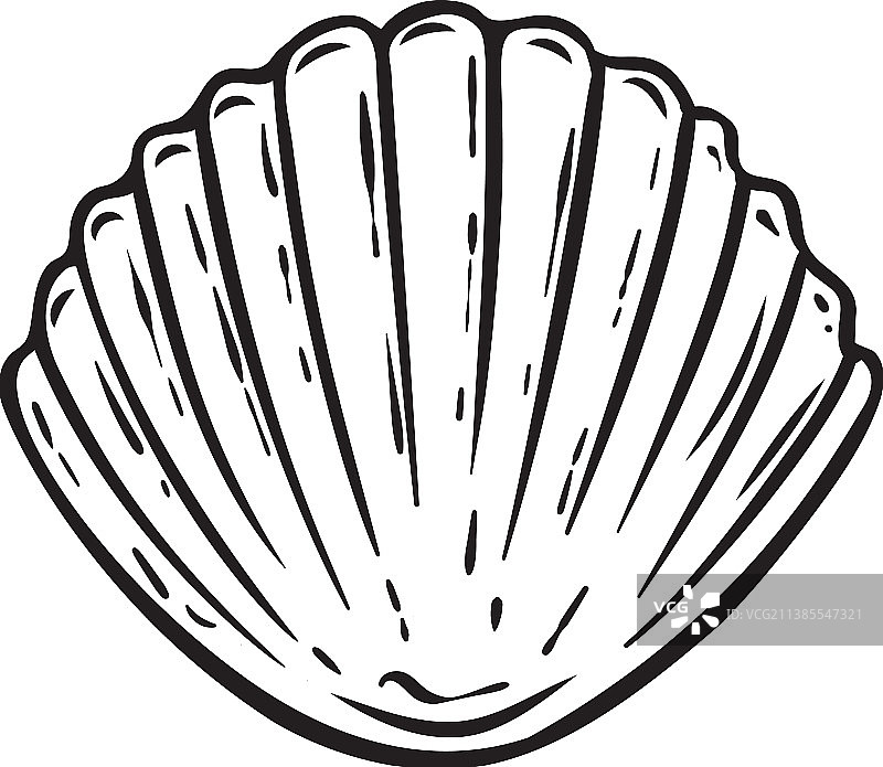 手绘海扇贝图片素材